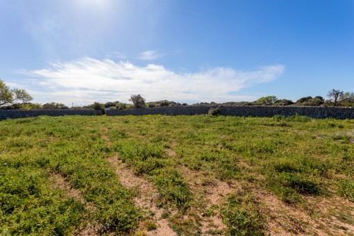 View of the plot