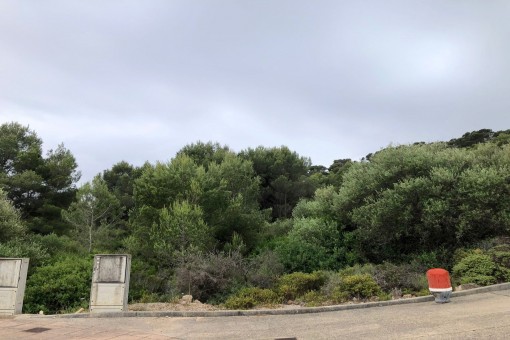 View of the plot