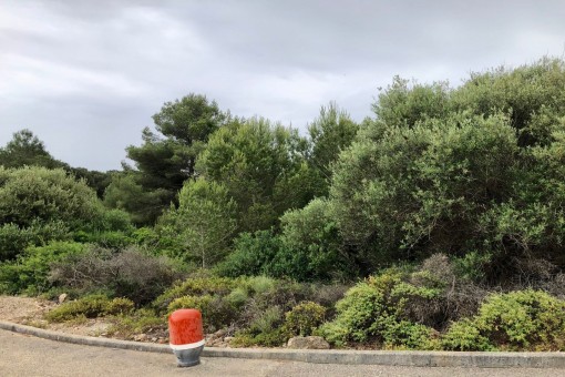 View of the plot