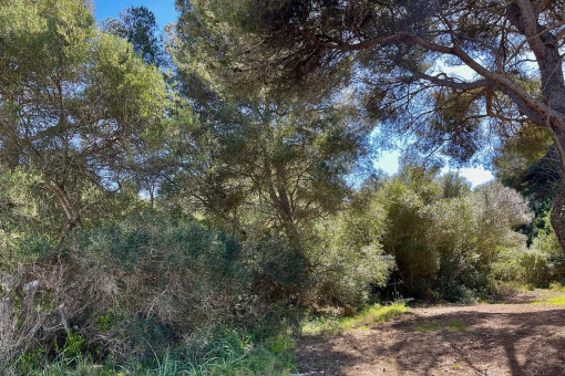 View of the plot