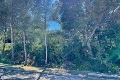 View of the plot